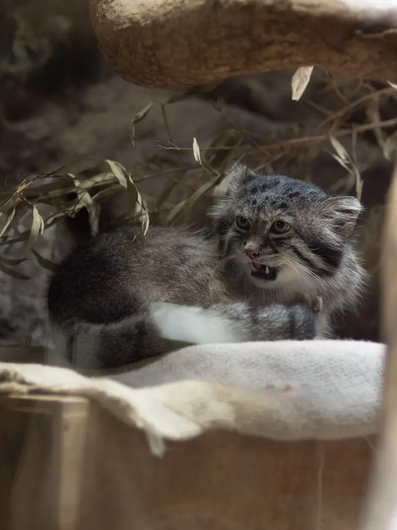 恩賜上野動物園のクリョンの写真
