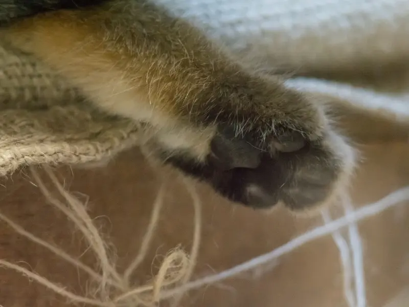 恩賜上野動物園のクリョンの写真