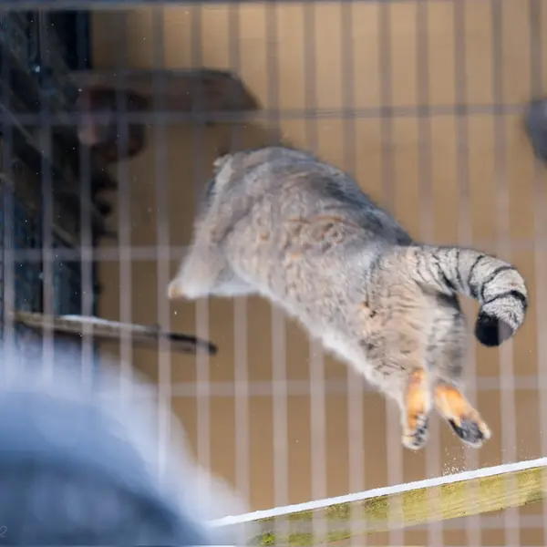 旭山動物園のグルーシャの写真