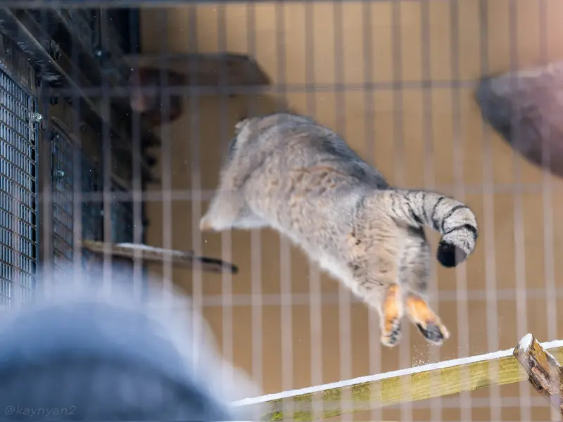 旭山動物園のグルーシャの写真