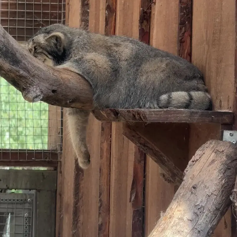 タリン動物園のマヌルネコの写真