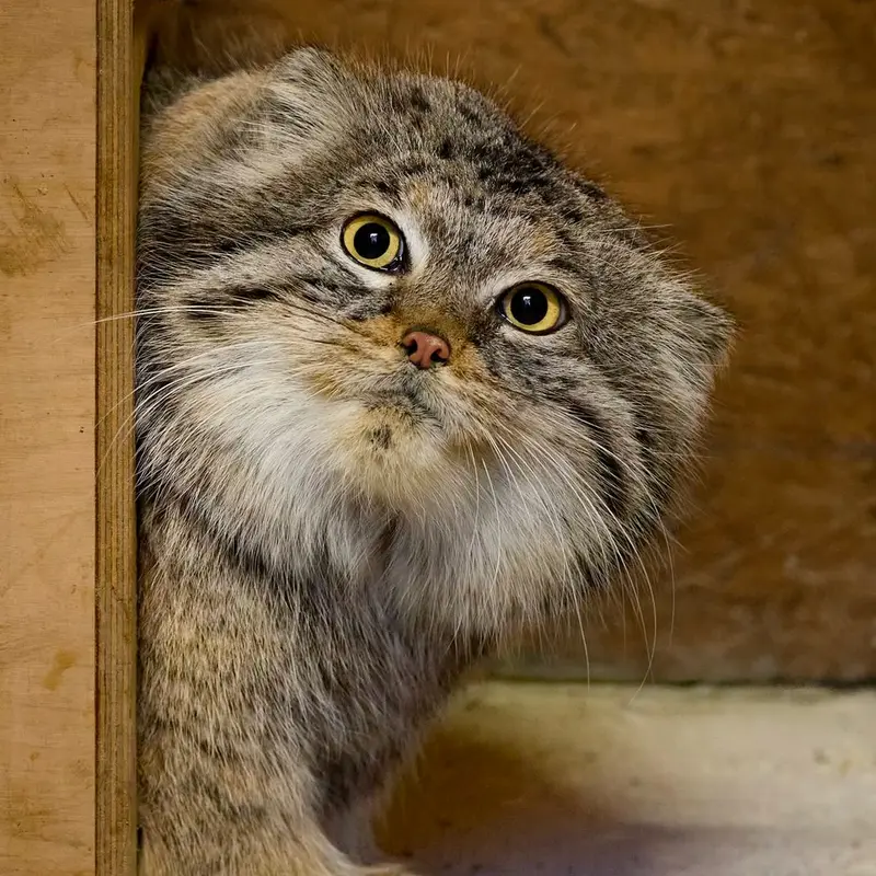 マヌルネコの写真