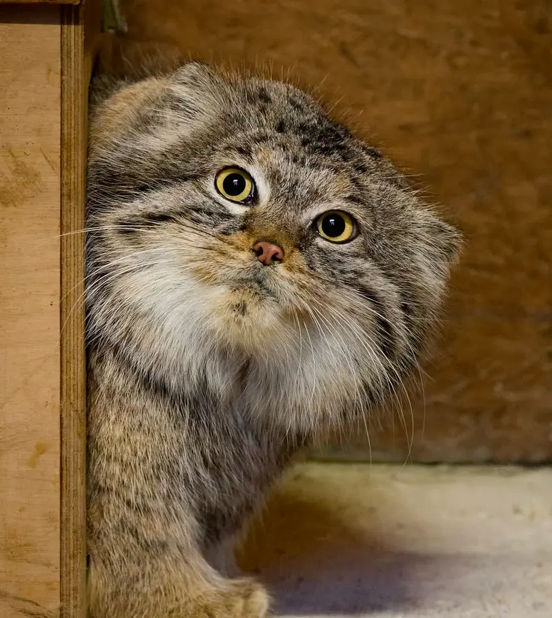 マヌルネコの写真