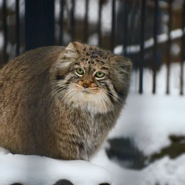 ノヴォシビルスク動物園のシェブの写真