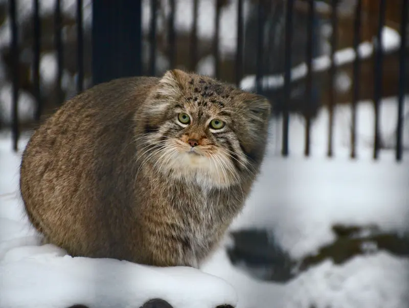 ノヴォシビルスク動物園のシェブの写真