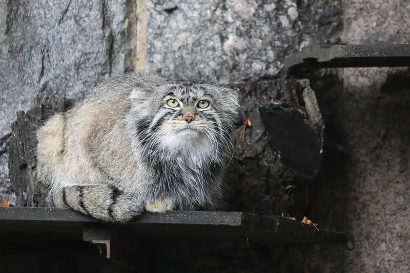 モスクワ動物園のティモフェイの写真