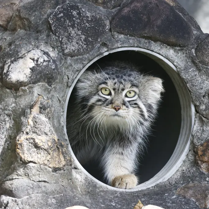 マヌルネコの写真