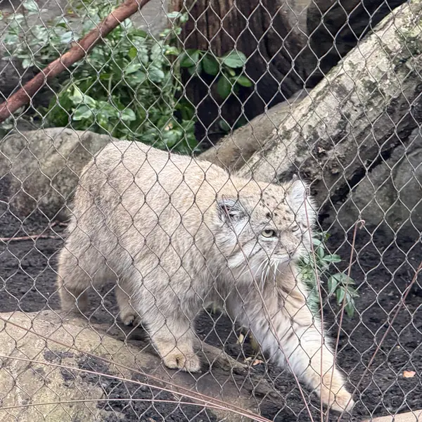 プロスペクト・パーク動物園のバトゥの写真