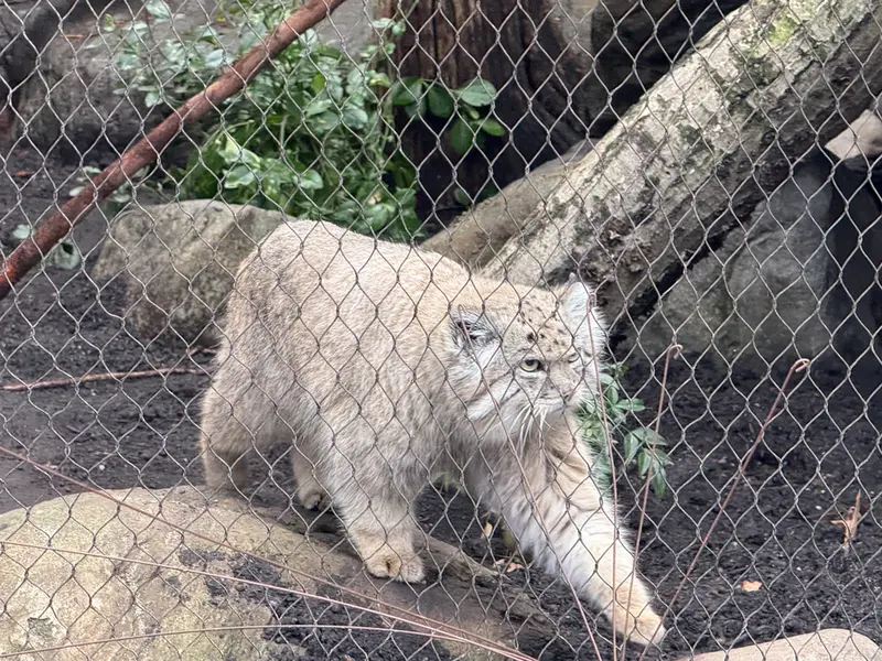 プロスペクト・パーク動物園のバトゥの写真