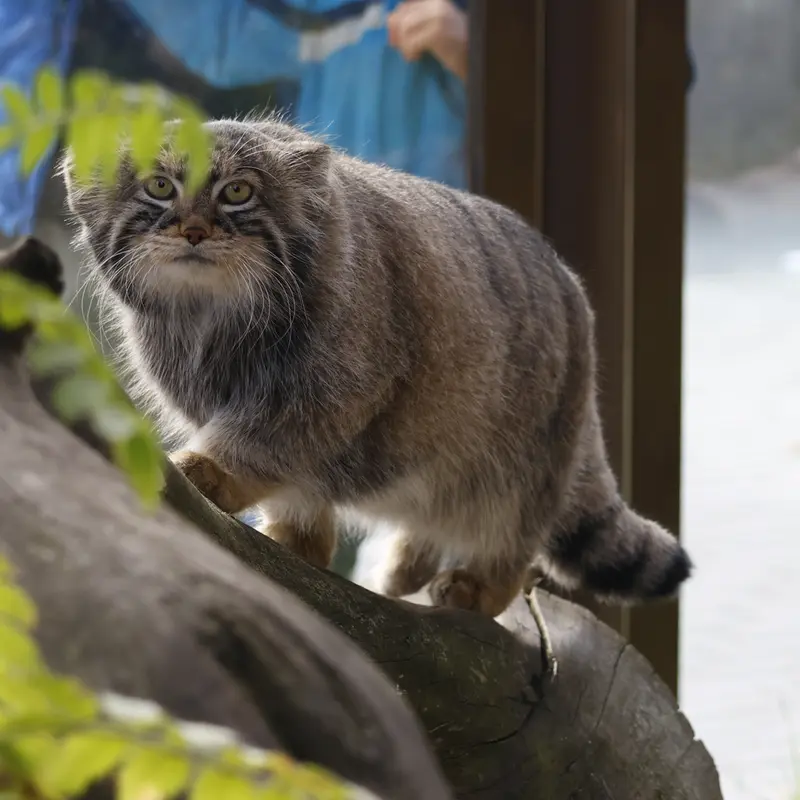 モスクワ動物園のティモフェイの写真
