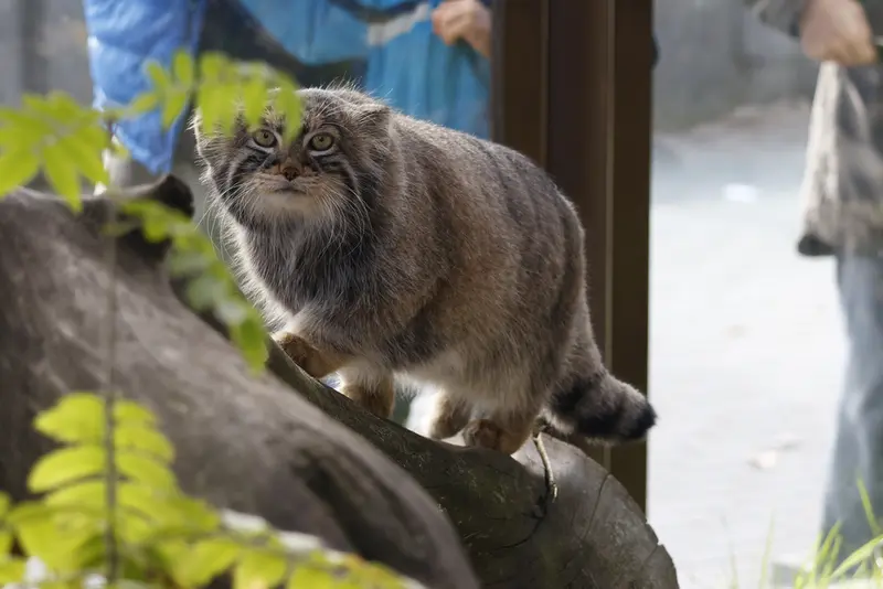 モスクワ動物園のティモフェイの写真
