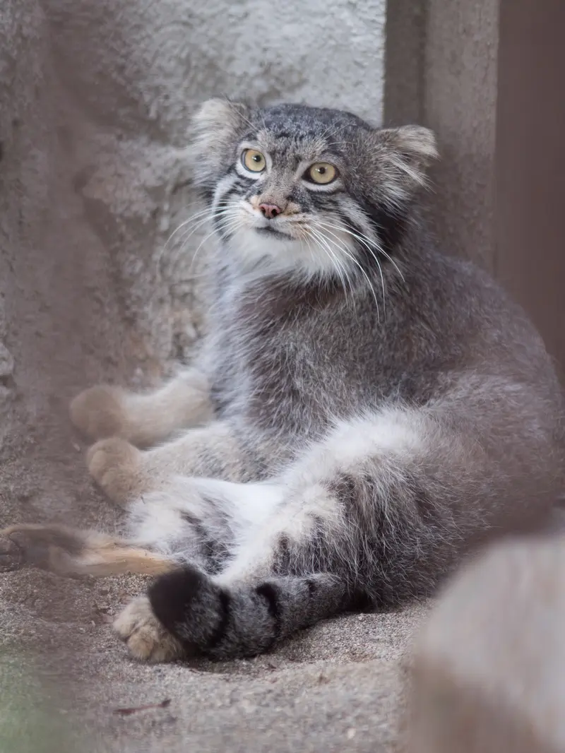 野毛山動物園のフィーガの写真