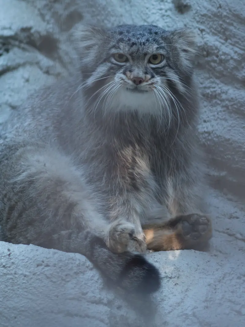 野毛山動物園のフィーガの写真