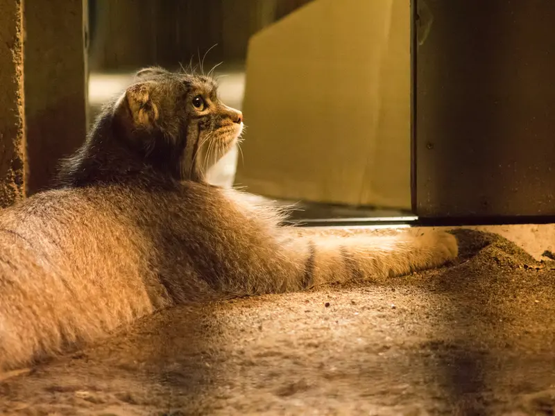 野毛山動物園のフィーガの写真