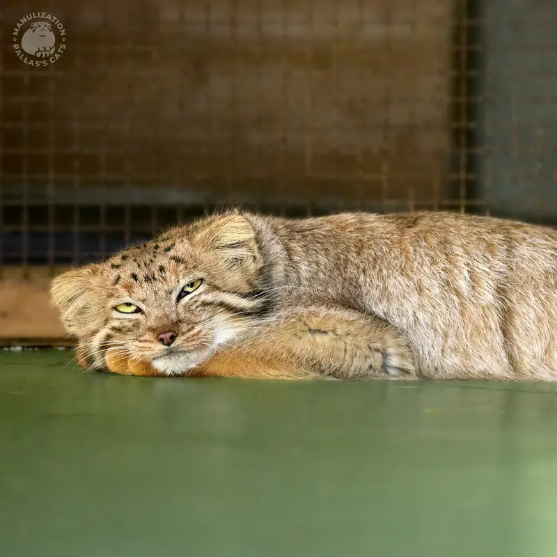 エレバン動物園のナレの写真