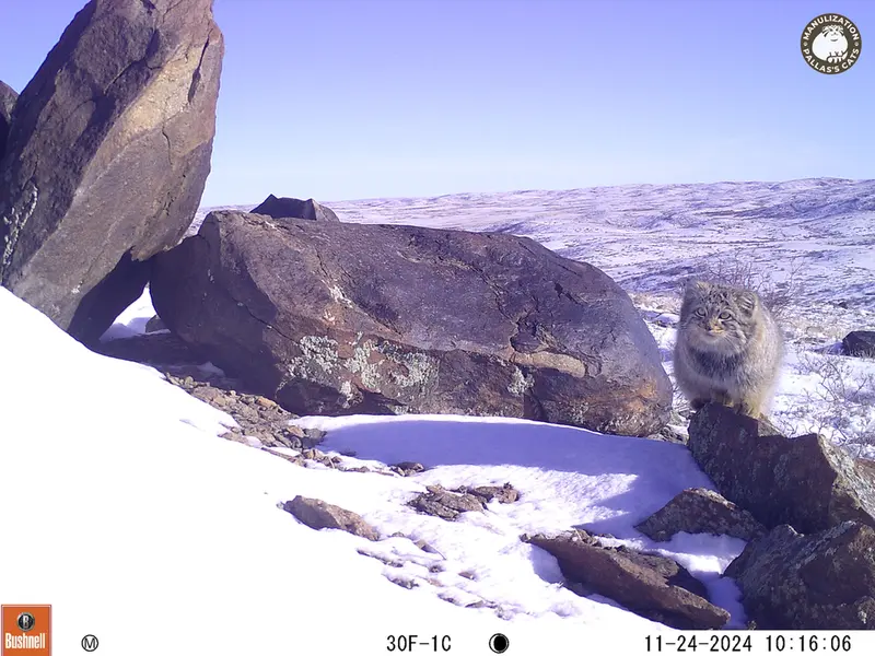 コシュカルカメラトラップで撮影したOtocolobus manul manulの写真