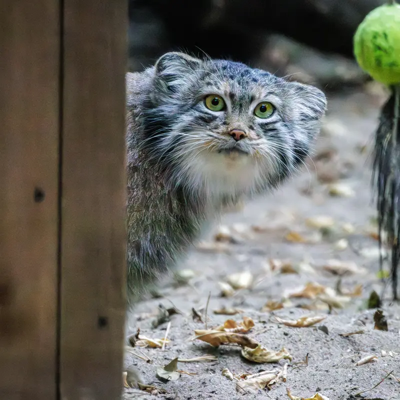 ノヴォシビルスク動物園のスネジャナの写真