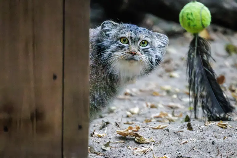 ノヴォシビルスク動物園のスネジャナの写真