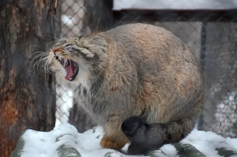 ノヴォシビルスク動物園のゼレノゴルスクの写真