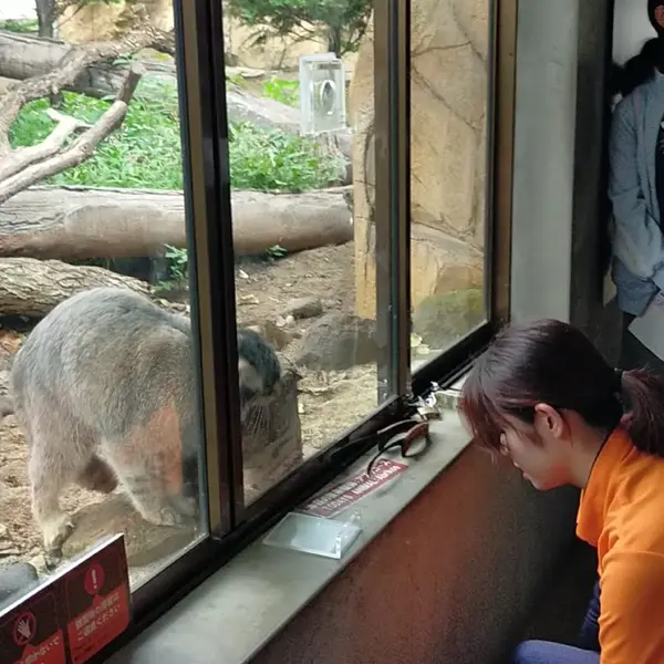 那須どうぶつ王国のマヌルネコの写真