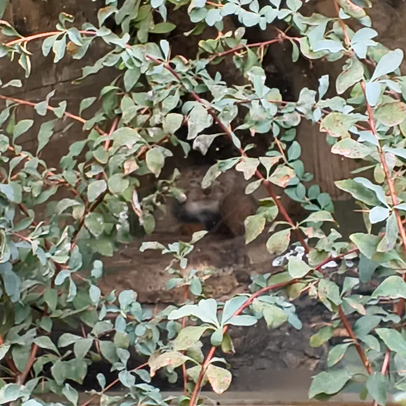 エレバン動物園のナレの写真