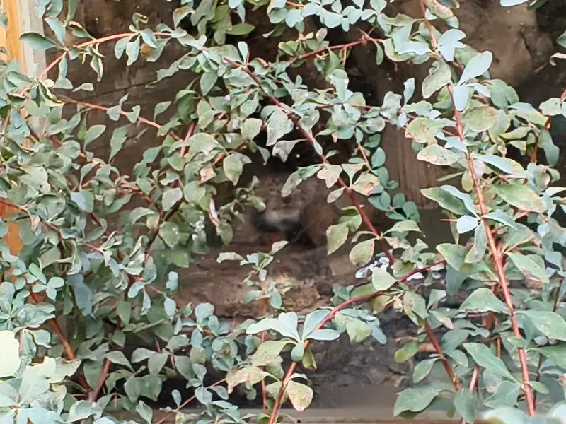 エレバン動物園のナレの写真