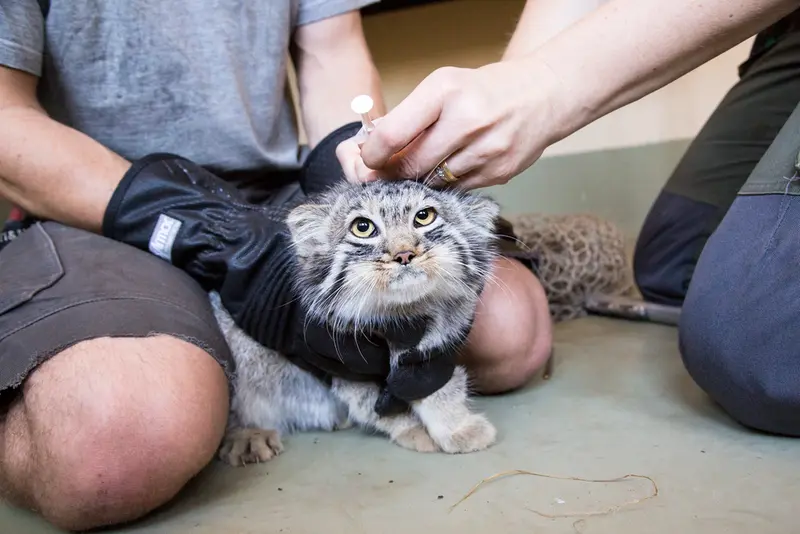 マヌルネコの写真