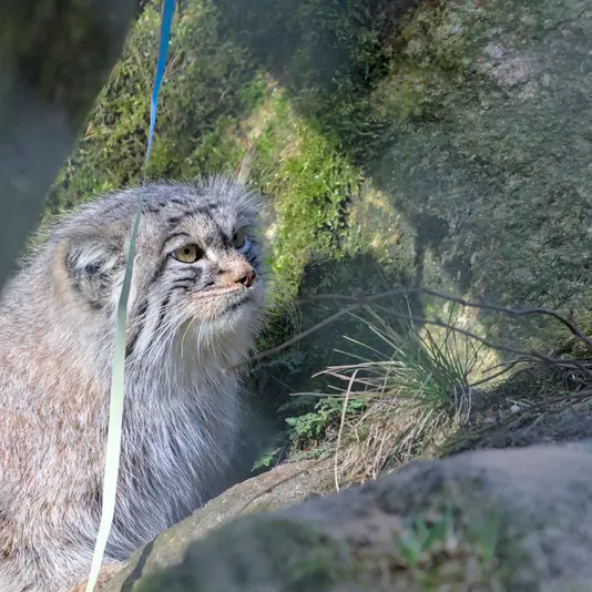 ヘラブルン動物園のスタブシの写真