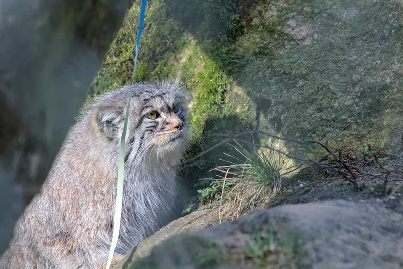 ヘラブルン動物園のスタブシの写真