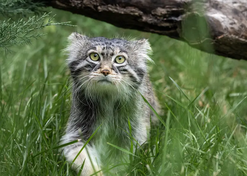 モスクワ動物園のティモフェイの写真