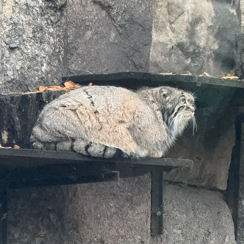 モスクワ動物園のティモフェイの写真