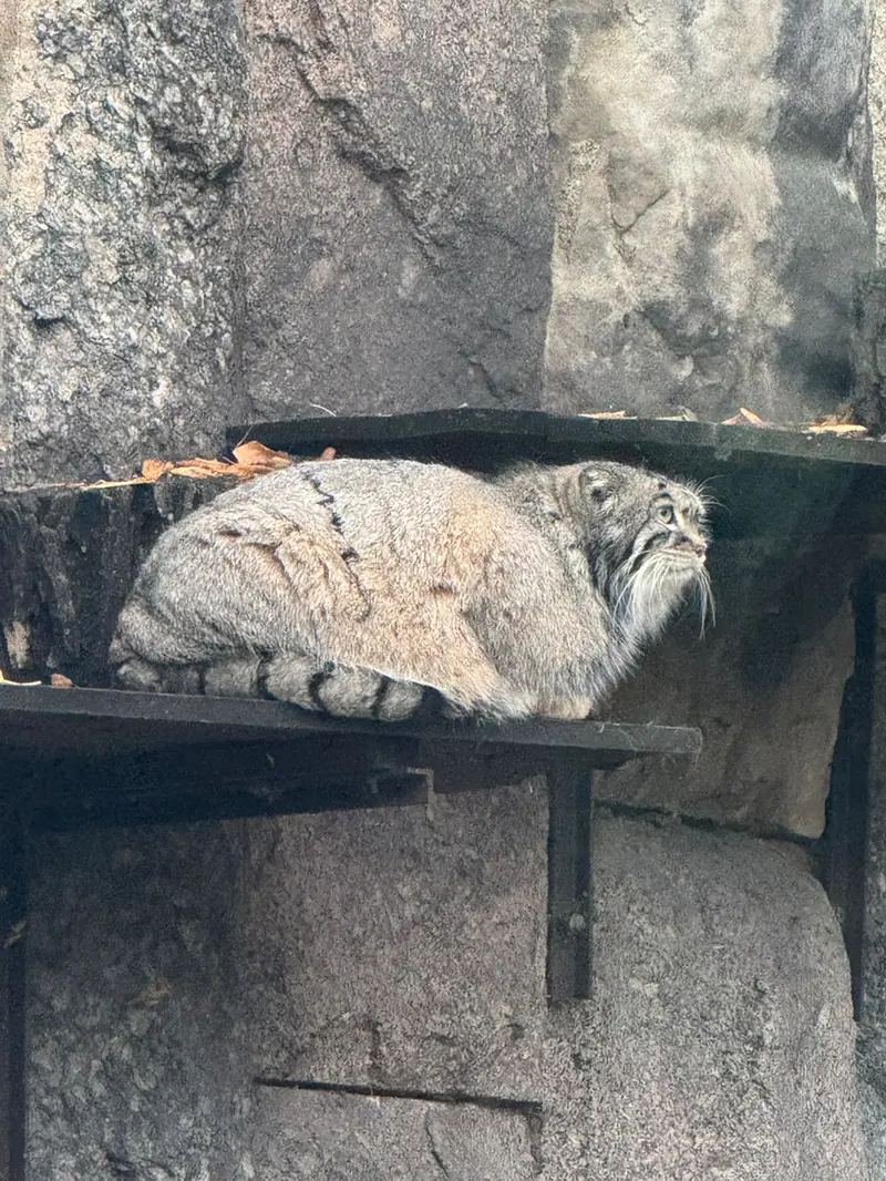 モスクワ動物園のティモフェイの写真