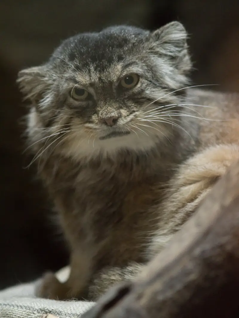 恩賜上野動物園のプリームラの写真