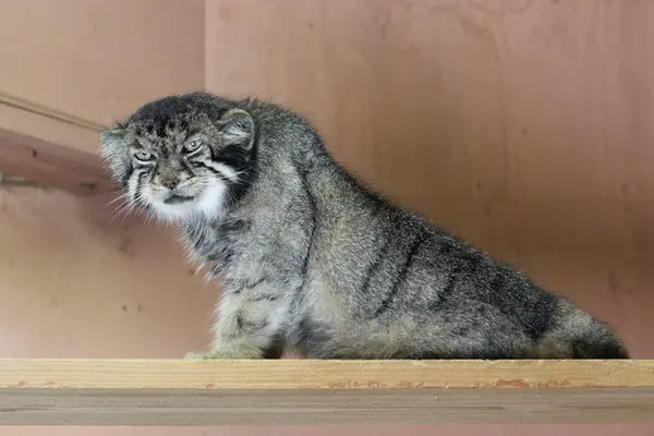 埼玉県こども動物自然公園のセバスチャンの写真