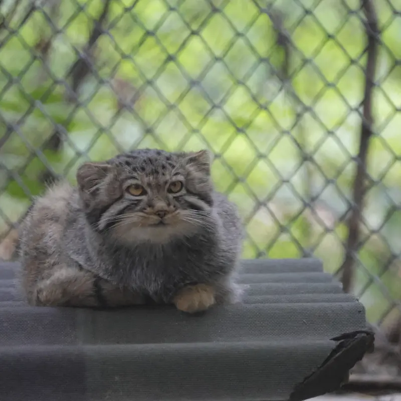 ノヴォシビルスク動物園のイヴの子（2026年生まれ）Ⅱの写真