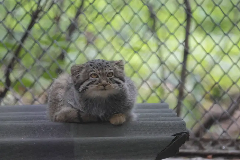 ノヴォシビルスク動物園のマヌルネコの写真