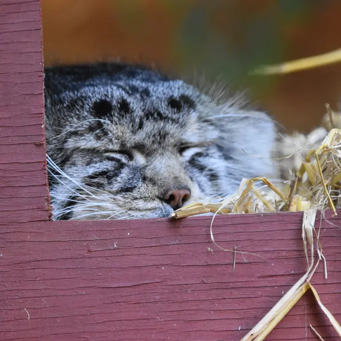 バナム動物園のハルの写真