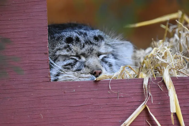バナム動物園のハルの写真