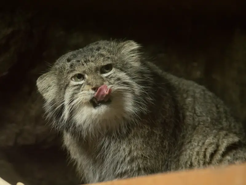 恩賜上野動物園のクリョンの写真