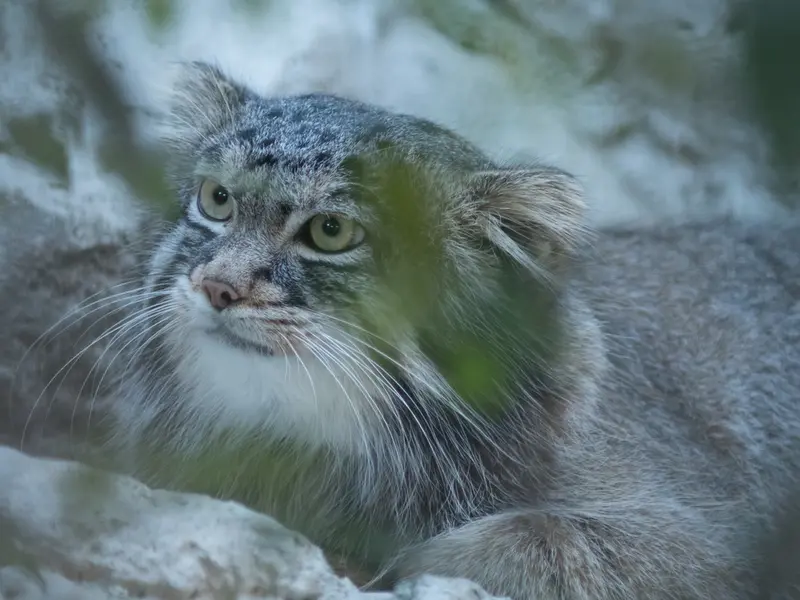 野毛山動物園のフィーガの写真