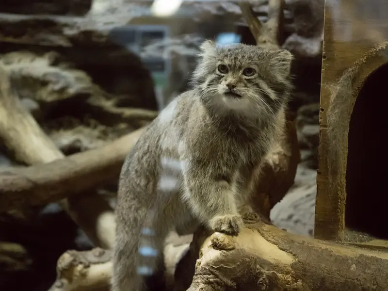恩賜上野動物園のクリョンの写真