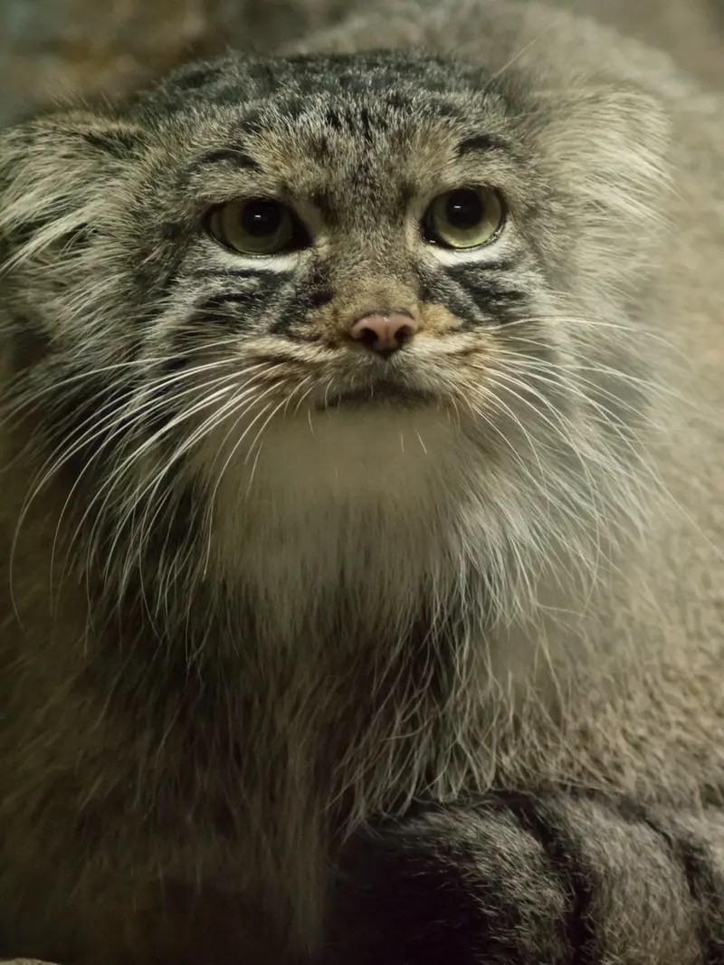 恩賜上野動物園のサフランの写真