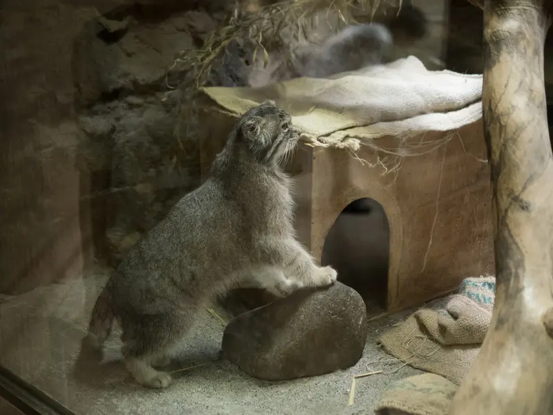 恩賜上野動物園のクリョンの写真