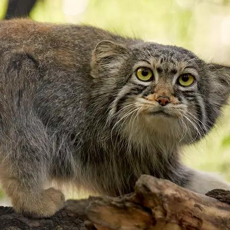 ノヴォシビルスク動物園のイヴの写真