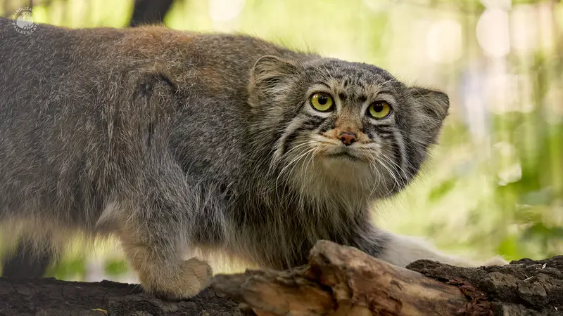 ノヴォシビルスク動物園のイヴの写真