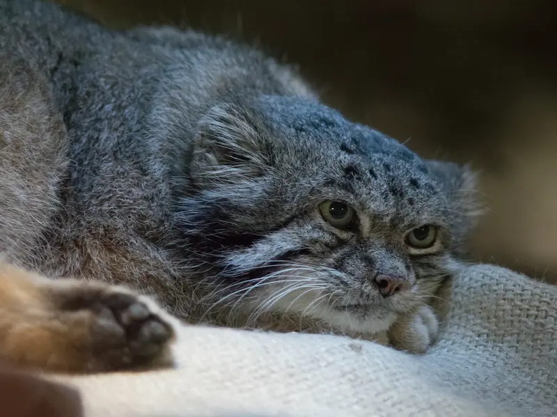 恩賜上野動物園のクリョンの写真