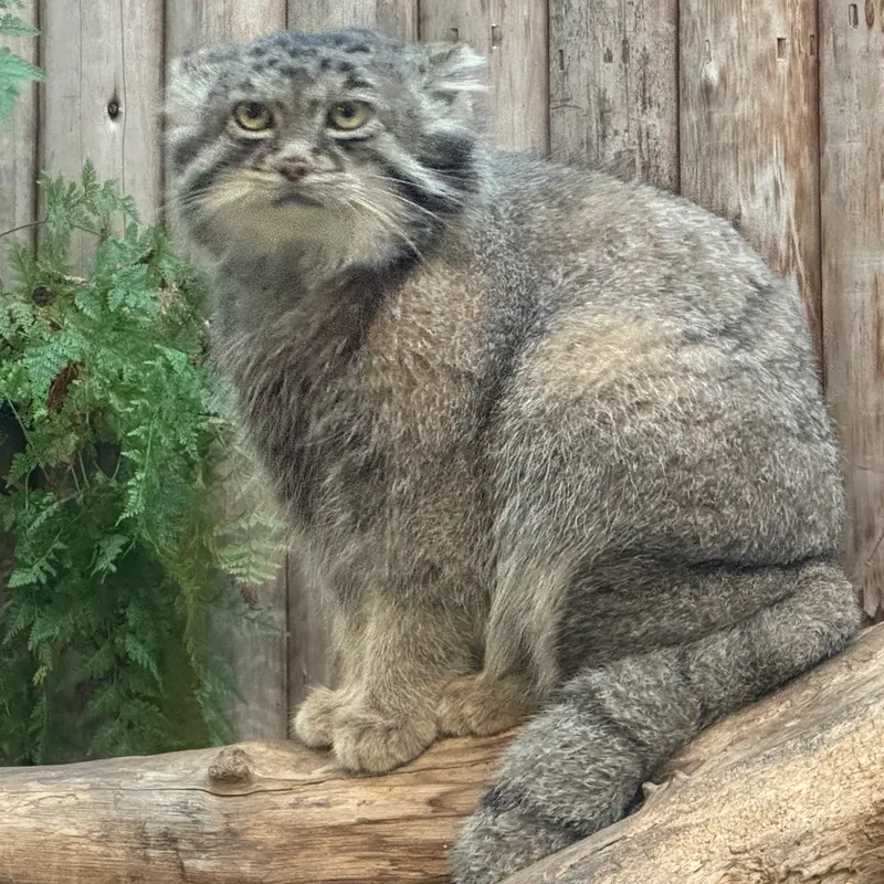 神戸どうぶつ王国のナルの写真