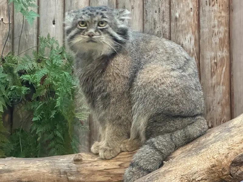 神戸どうぶつ王国のナルの写真