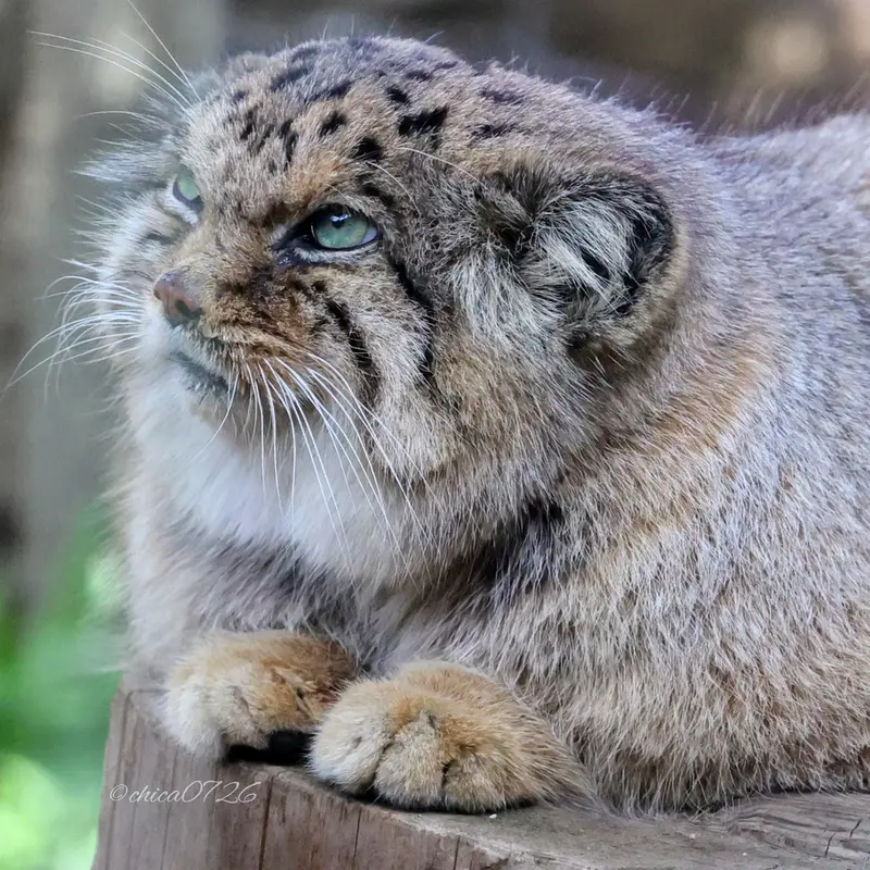 那須どうぶつ王国のボルの写真