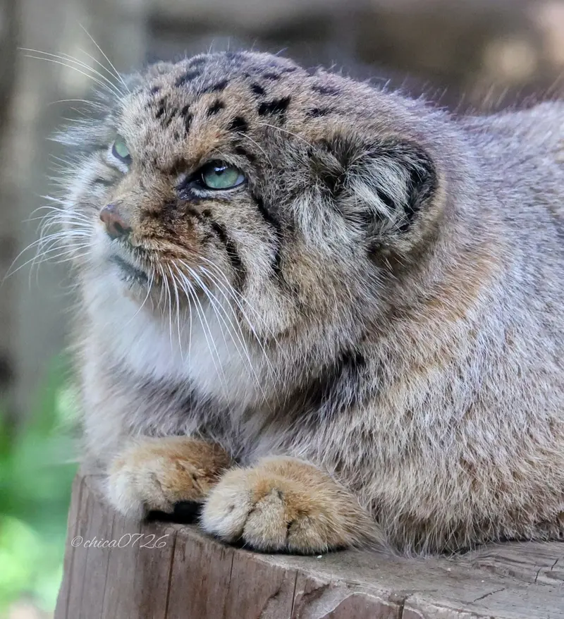 那須どうぶつ王国のボルの写真